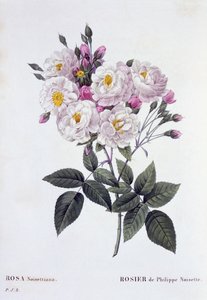 Rosa Noisettiana, vydáno 1824-26 (stiplová rytina) od Pierre Joseph Redouté